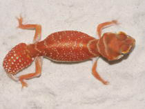 Nephrurus levis levis rot